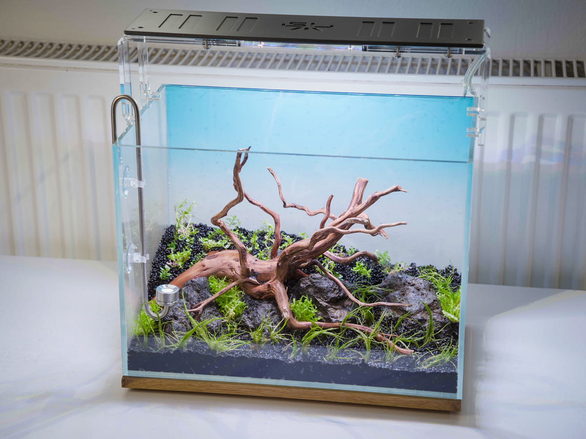 Frisch eingerichtetes Nano Aquarium mit Wurzelholz, Lavasteinen und ersten Wasserpflanzen
