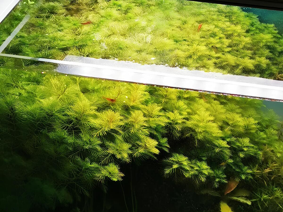 Eingerichtetes Mini M Aquarium mit Wurzelholz, Wasserpflanzen und natürlichem Layout
