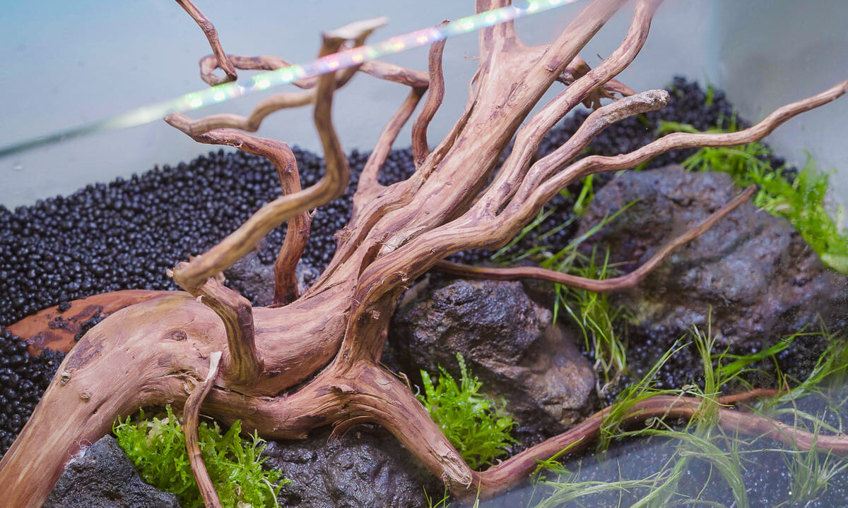 Detailaufnahme des Hardscapes mit Wurzelholz und Lavasteinen in einem Mini M Aquarium