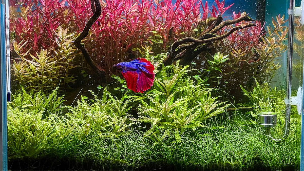 Mini M Aquarium mit Kampffisch, roten Stängelpflanzen und dicht bepflanztem Vordergrund