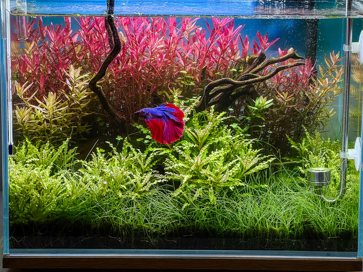 Mini M Aquarium mit Kampffisch, roten Stängelpflanzen und dicht bepflanztem Vordergrund