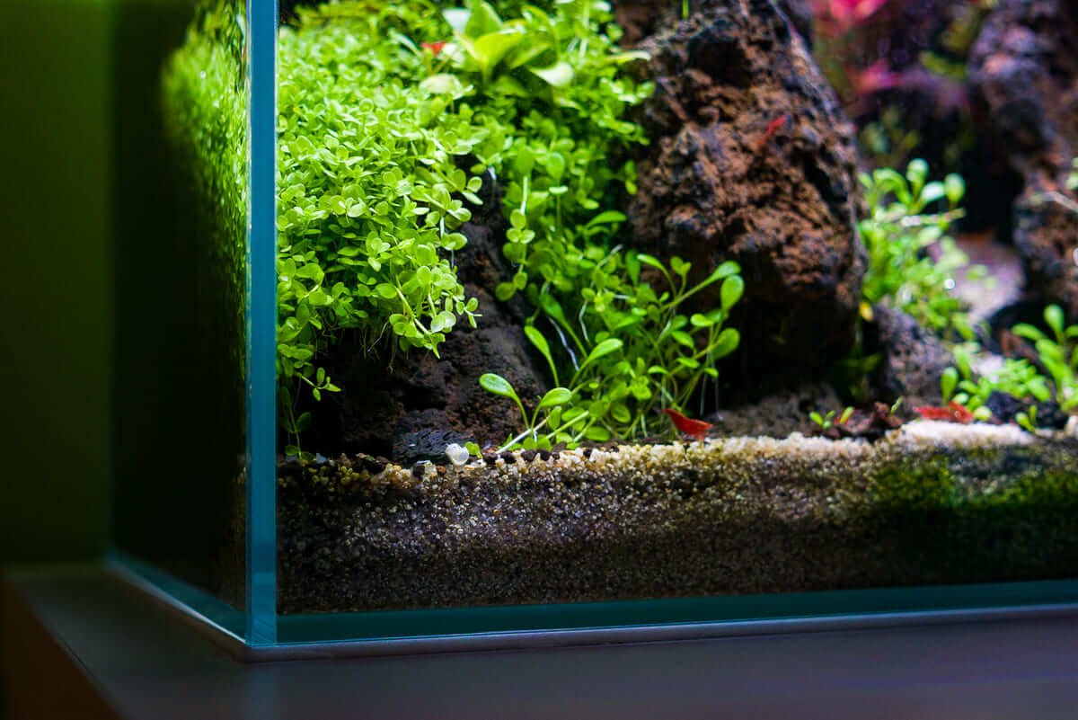 Detailaufnahme eines Nano Aquascapes mit Micranthemum tweediei Monte Carlo und Glossostigma elatinoides am Stein
