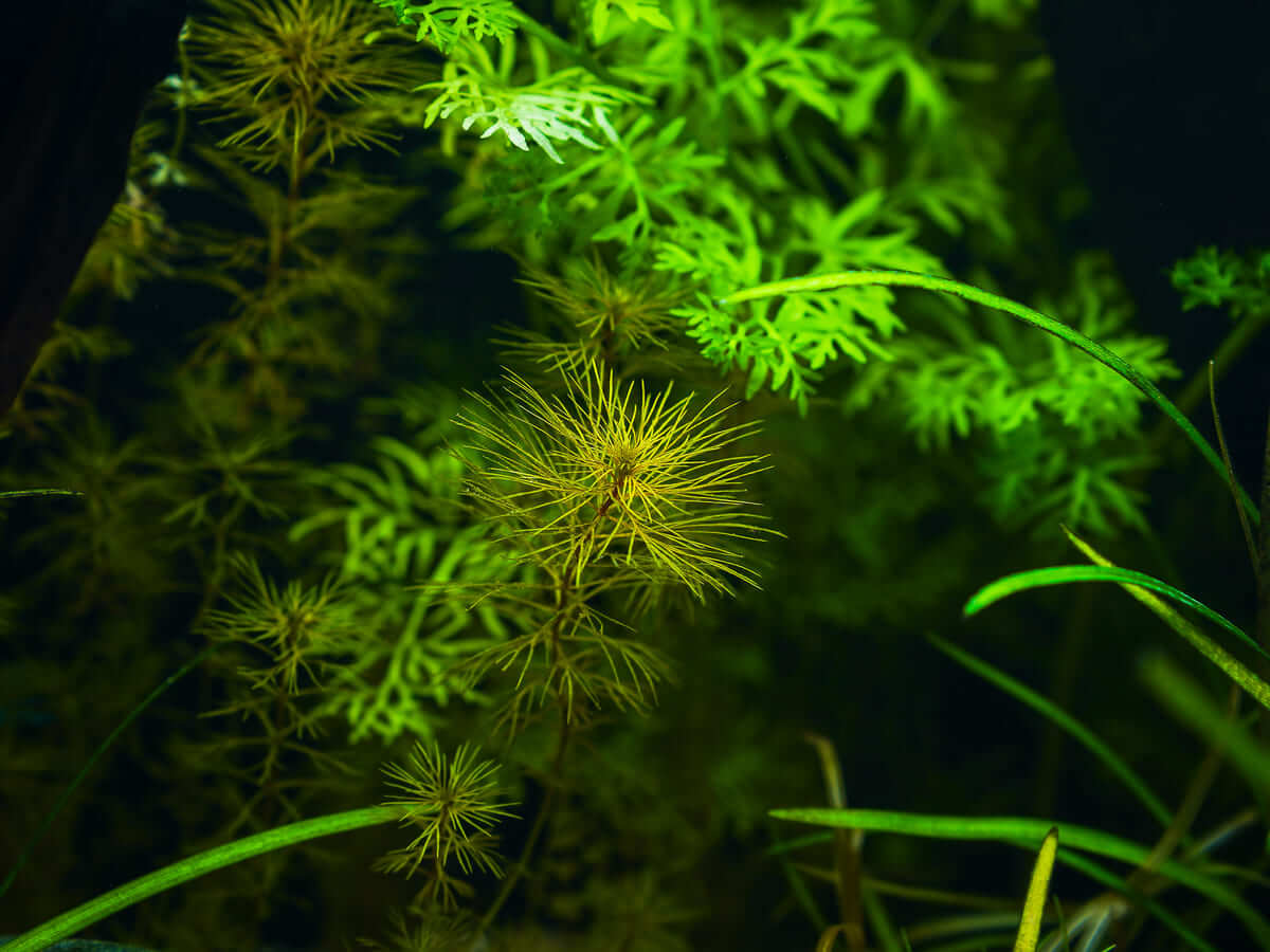 Myriophyllum sp. „Roraima“ im südamerika-inspirierten Juwel Rio 125 Aquarium