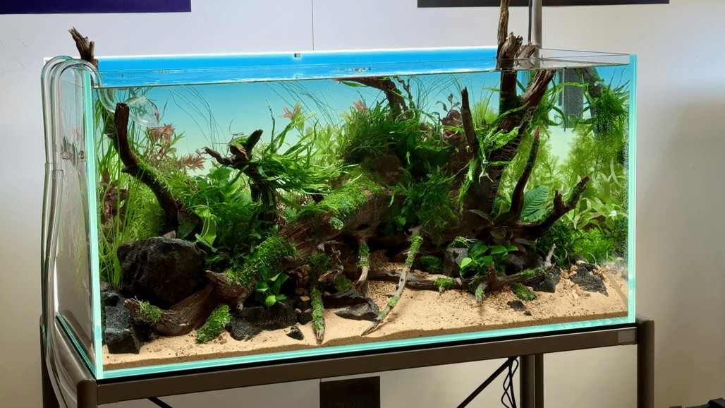 Ein meisterhaft gestaltetes Nature Aquarium im Amano-Stil mit fließenden Pflanzenübergängen auf Moorkienwurzeln und hellem Sandbereich im Vordergrund
