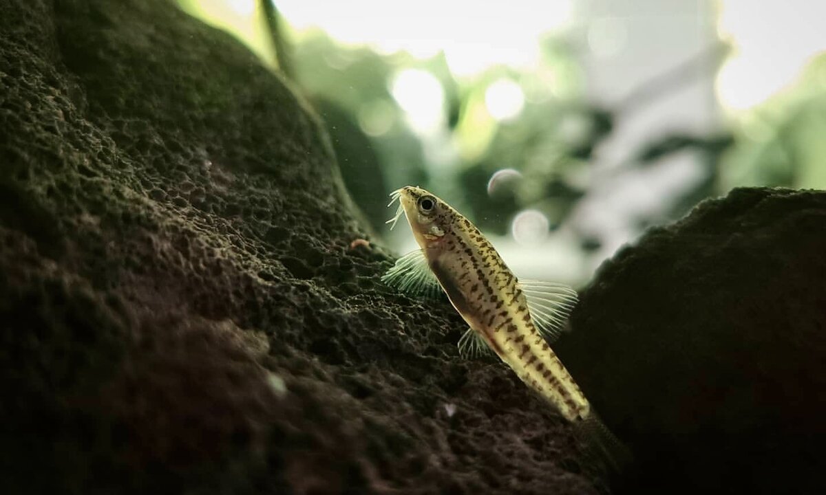 Rosy Zwergschmerle zwischen dunklen Lavasteinen in einem natürlichen Aquarium