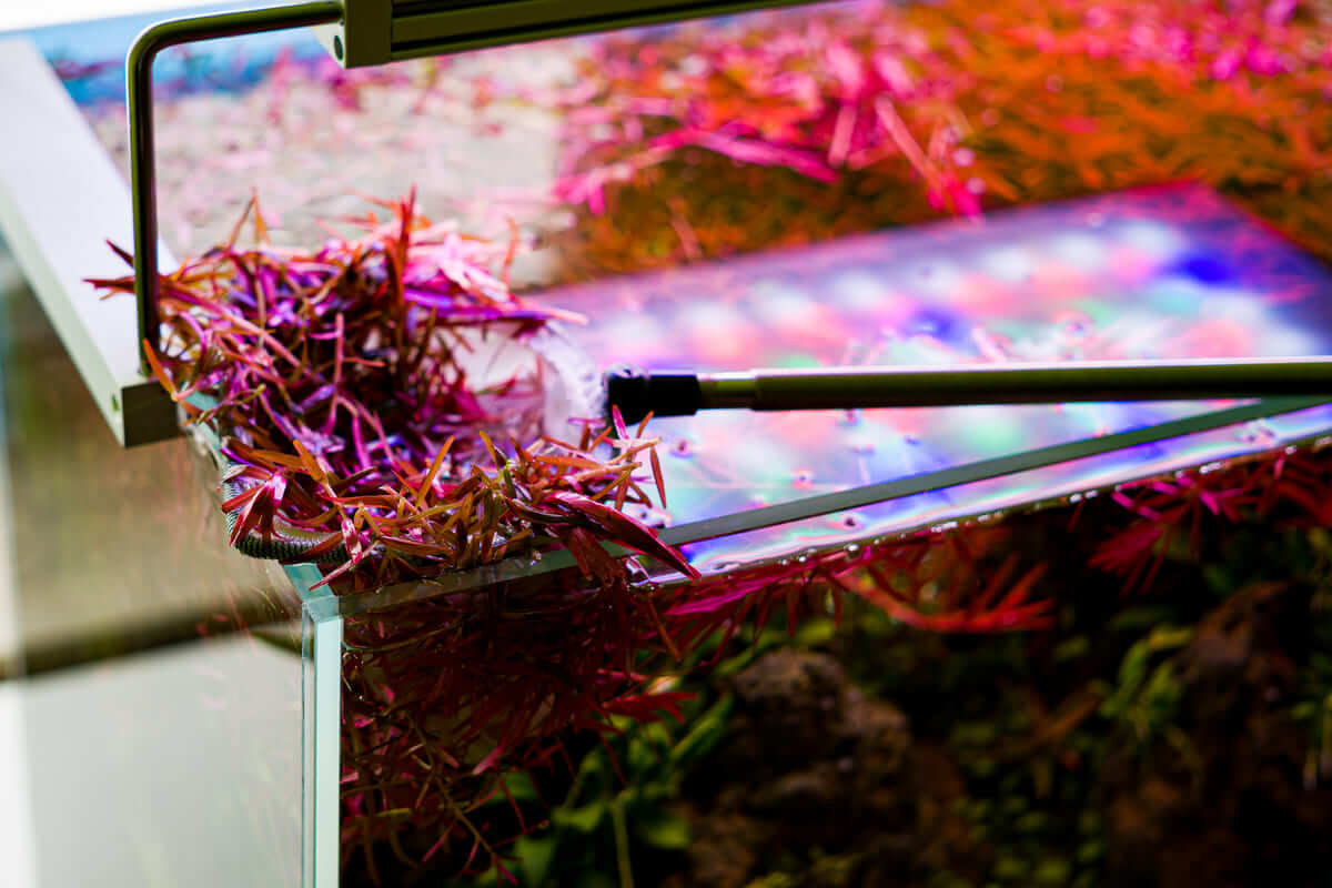Rückschnitt von Rotala H’ra in einem 20 Liter Nano Aquascape an der Wasseroberfläche