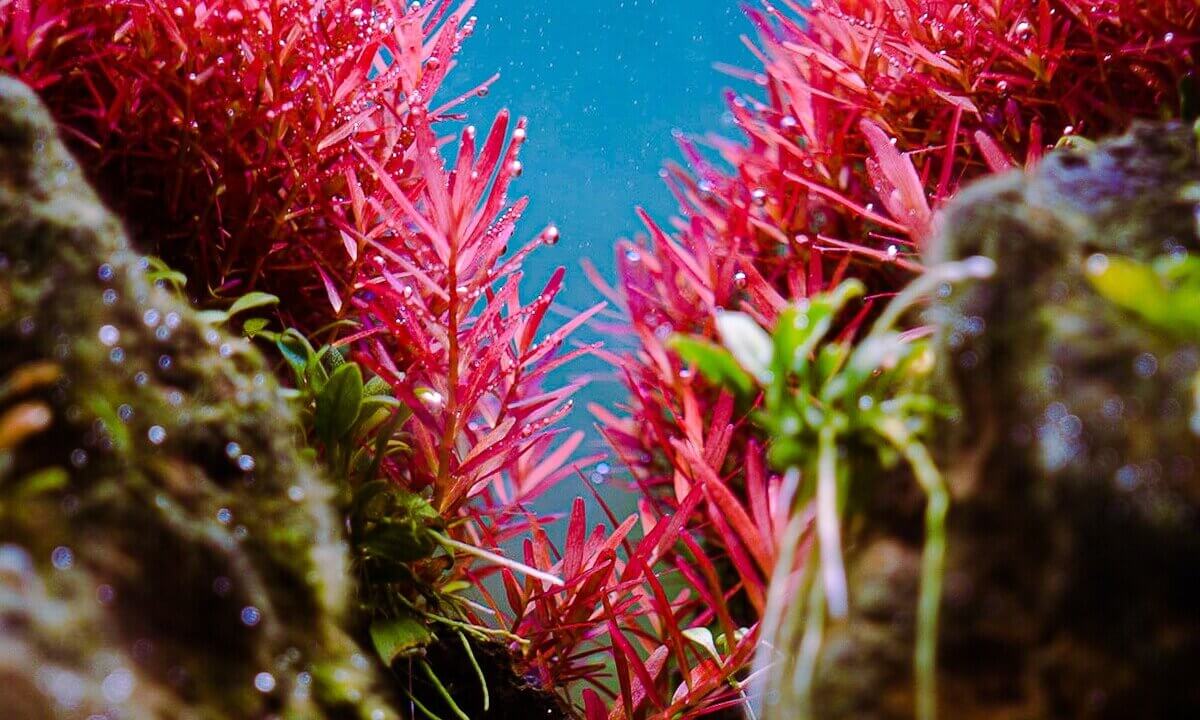 Rote Aquarienpflanzen im bepflanzten Aquascape mit Vordergrundpflanzen und Steinen