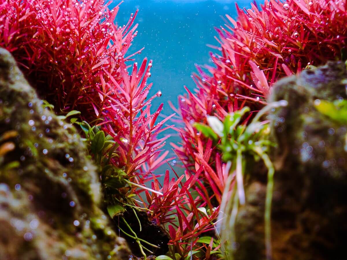 Rote Aquarienpflanzen im bepflanzten Aquascape mit Vordergrundpflanzen und Steinen