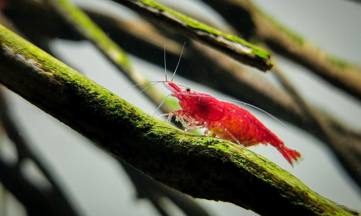 Rote Neocaridina-Zwerggarnele mit Eiern auf einem mit Algen bewachsenen Talawa-Wood-Ast im Aquarium