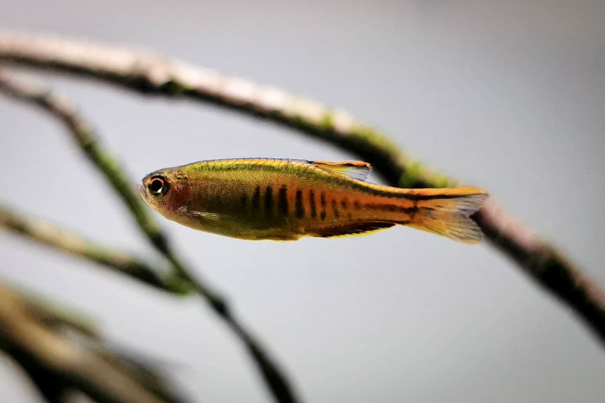 Rubinbärbling, Danio choprae, vor Talawa Wood in einem natürlichen Wurzelaquarium