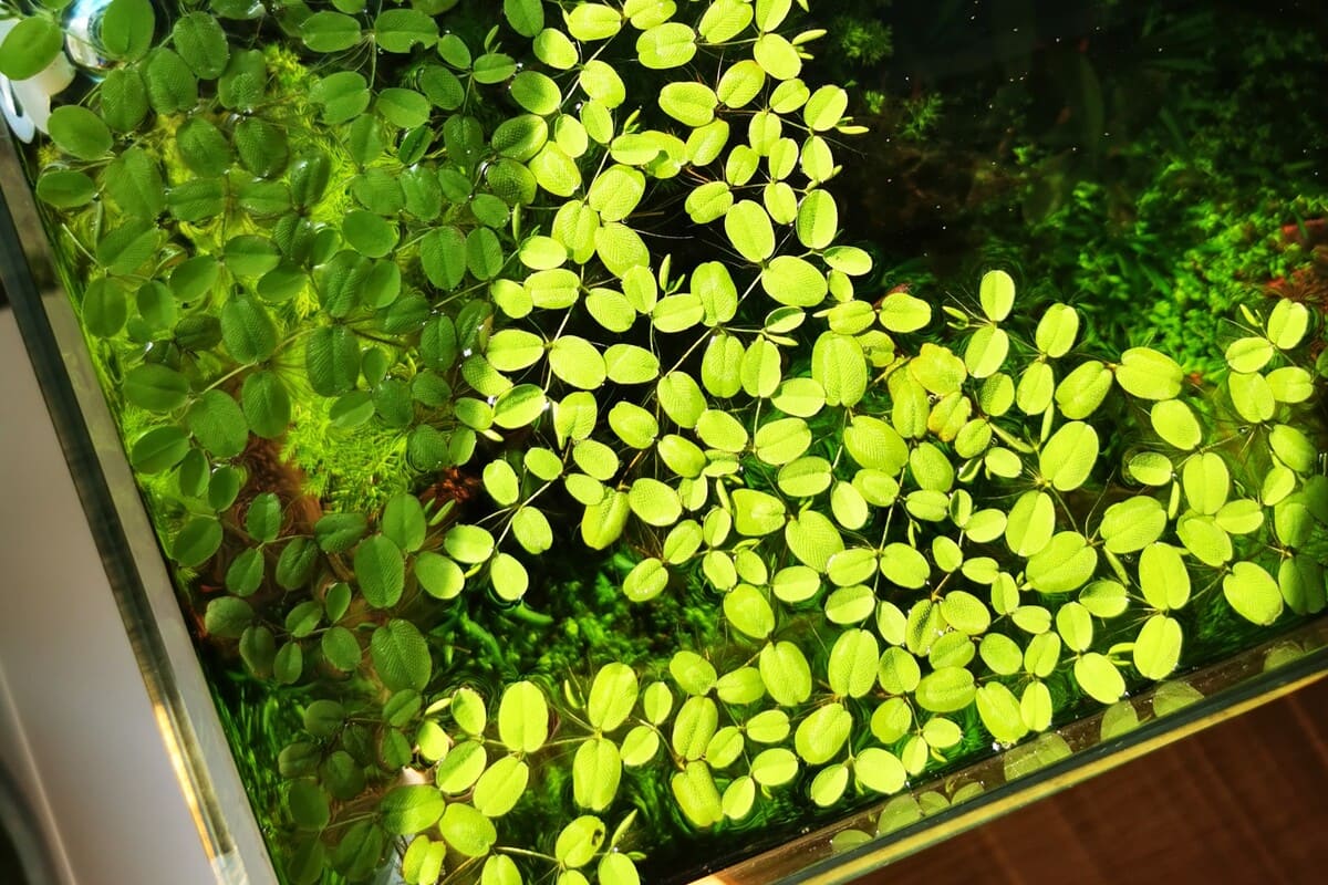 Schwimmpflanzen auf der Wasseroberfläche eines bepflanzten Mini M Aquariums
