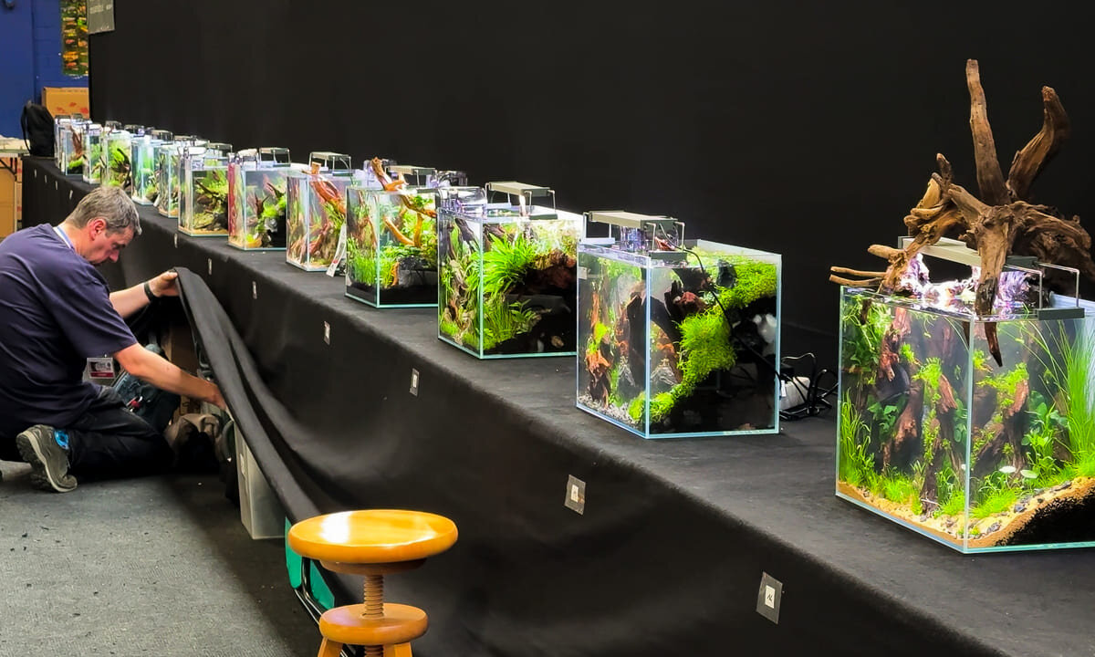Nano Aquascapes des "The Art of the Planted Aquarium" Live-Contests auf der Aqua Expo XXL