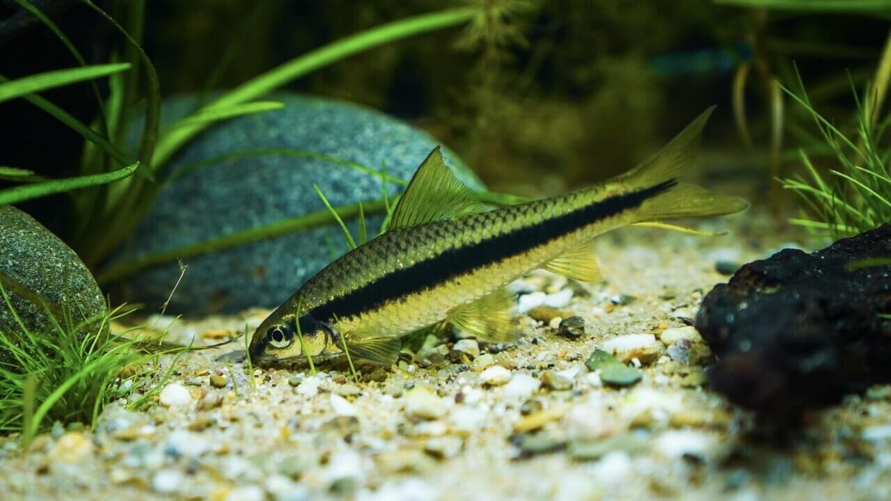 Siamische Rüsselbarbe in einem Aquarium als Beispiel für die Planung eines passenden Fischbesatzes