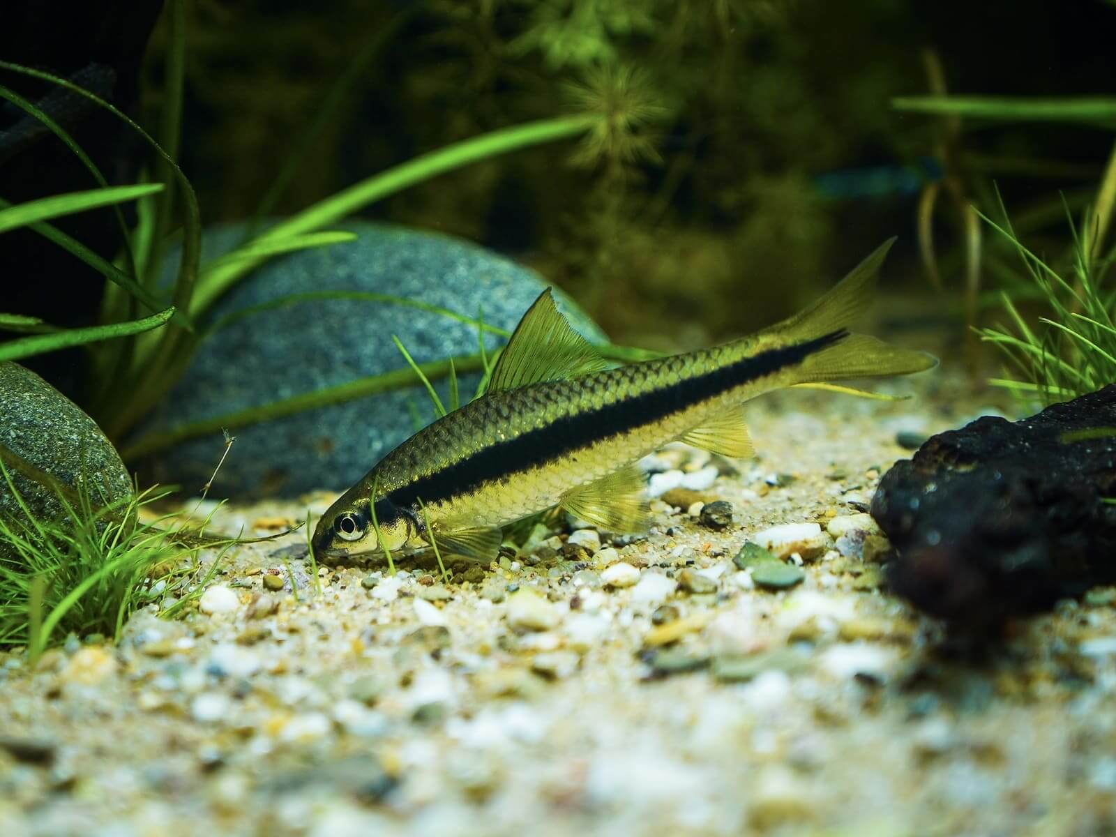 Siamische Rüsselbarbe in einem Aquarium als Beispiel für die Planung eines passenden Fischbesatzes