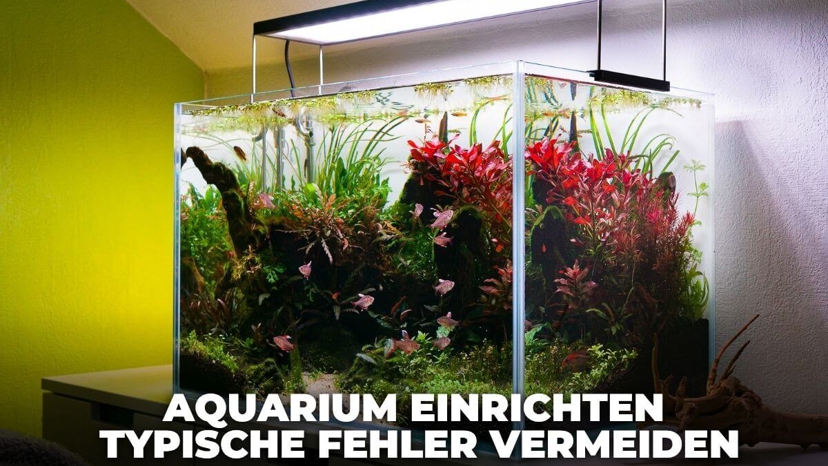 Beitragsbild zum Thema Aquarium einrichten und typische Fehler vermeiden