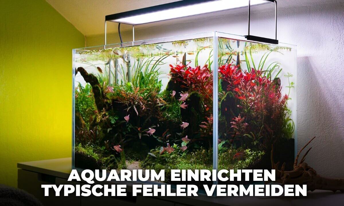 Beitragsbild zum Thema Aquarium einrichten und typische Fehler vermeiden