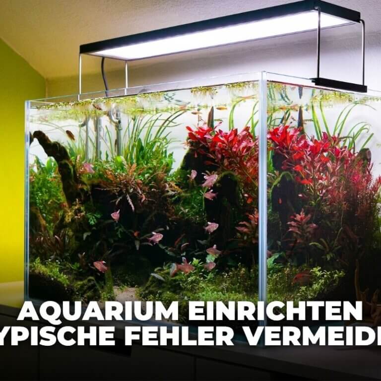 Beitragsbild zum Thema Aquarium einrichten und typische Fehler vermeiden