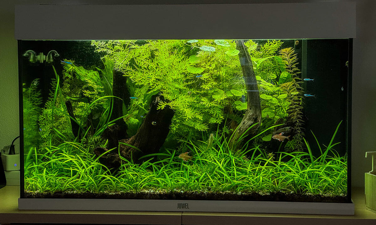 125 Liter Aquarium für Anfänger