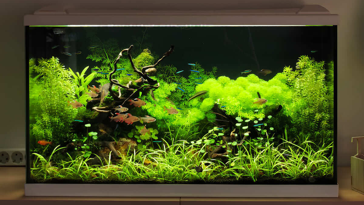 Aquarium-Komplettset für Anfänger im Vergleich
