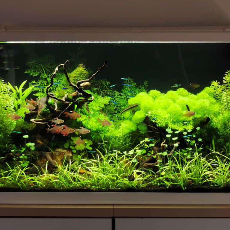 Aquarium-Komplettset für Anfänger im Vergleich