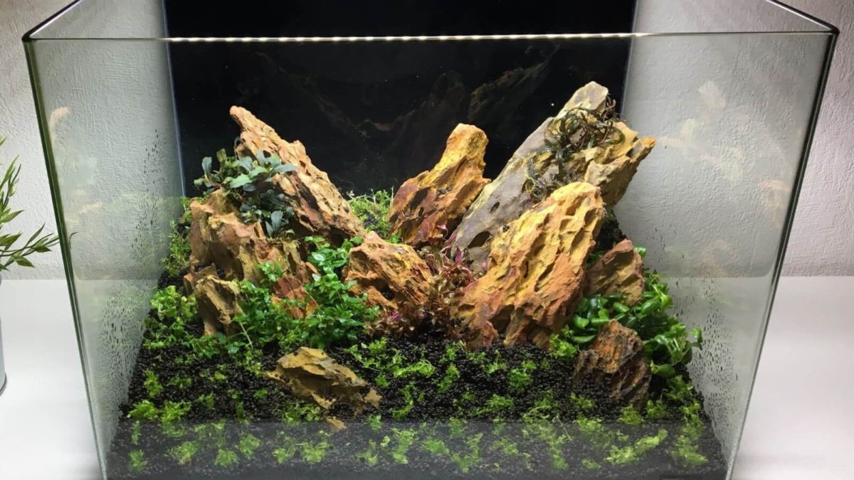 Frisch bepflanztes Aquascape mit Drachensteinen und verschiedenen Aquariumpflanzen