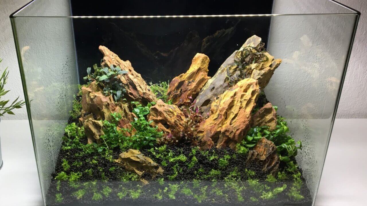 Frisch bepflanztes Aquascape mit Drachensteinen und verschiedenen Aquariumpflanzen