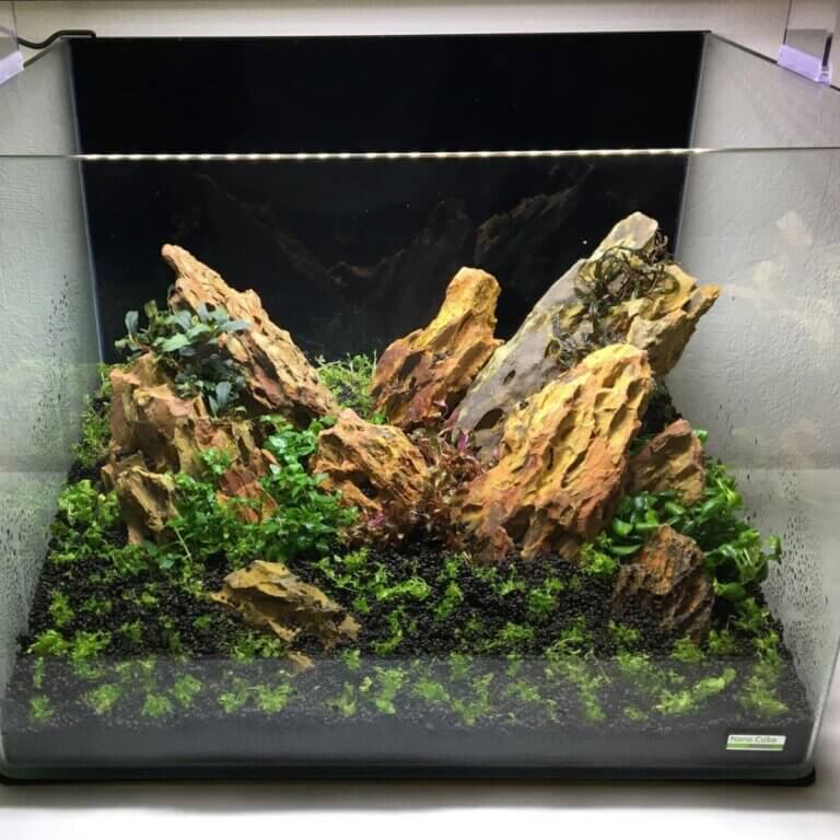 Frisch bepflanztes Aquascape mit Drachensteinen und verschiedenen Aquariumpflanzen