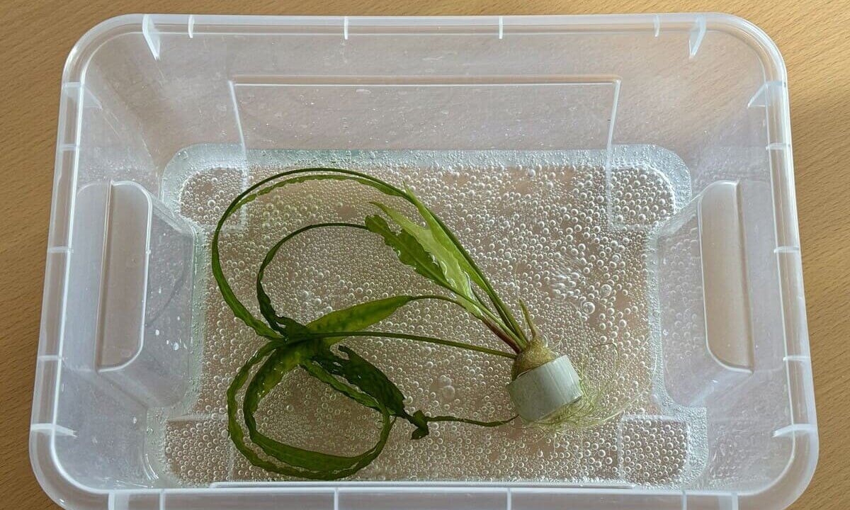 Neue Aquariumpflanze wird vor dem Einsetzen in Sprudelwasser eingelegt
