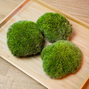 Bollenmoos Kugelmoos als beispielhafte Portion mit ca. 150 g