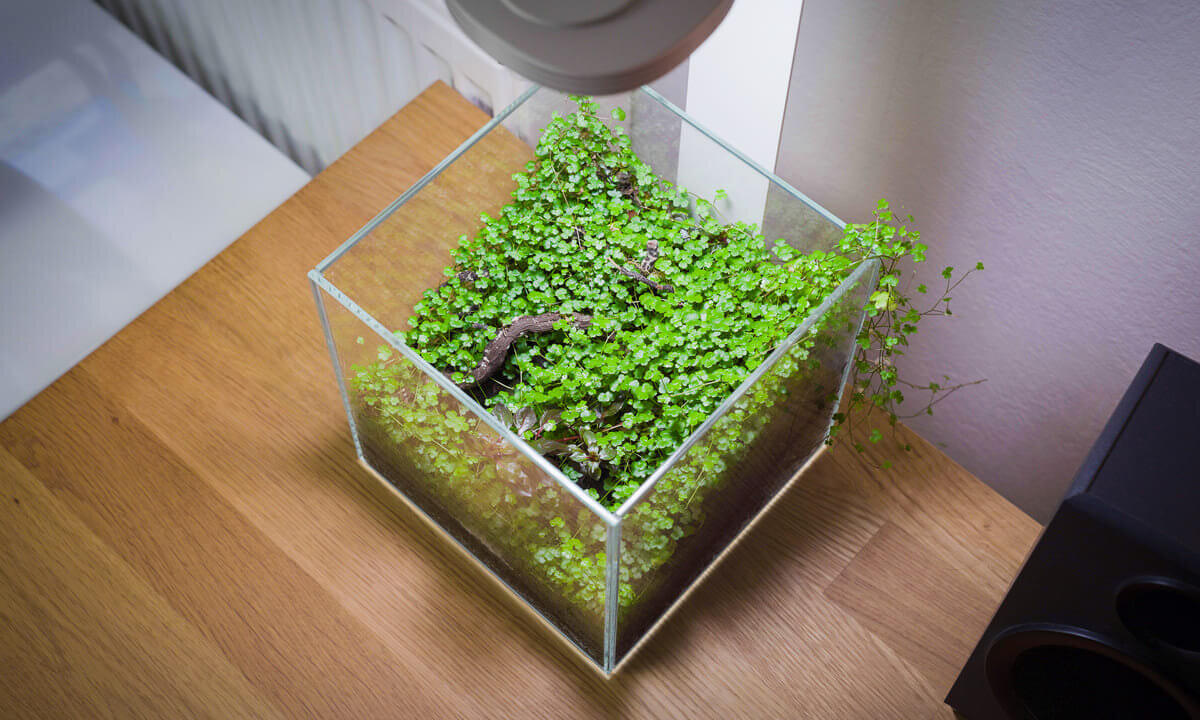 Mini-Terrarium im Collar 5L DAquarium mit Hydrocotyle tripartita Mini und Ludwigia palustris Super Red