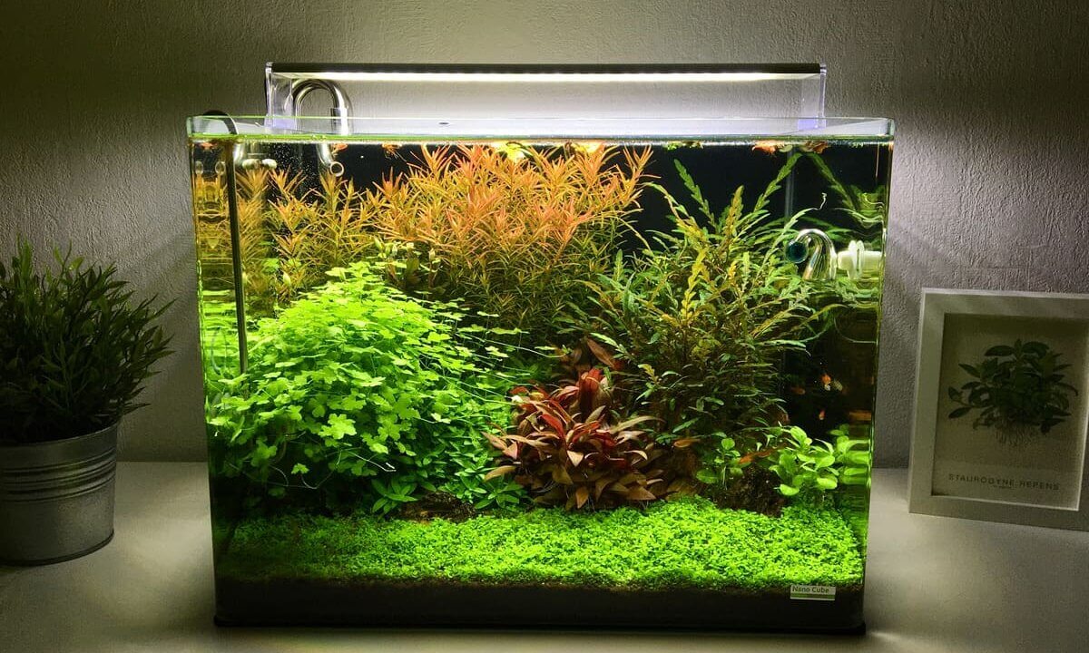 Dicht bepflanztes Aquarium mit vielen Aquarienpflanzen