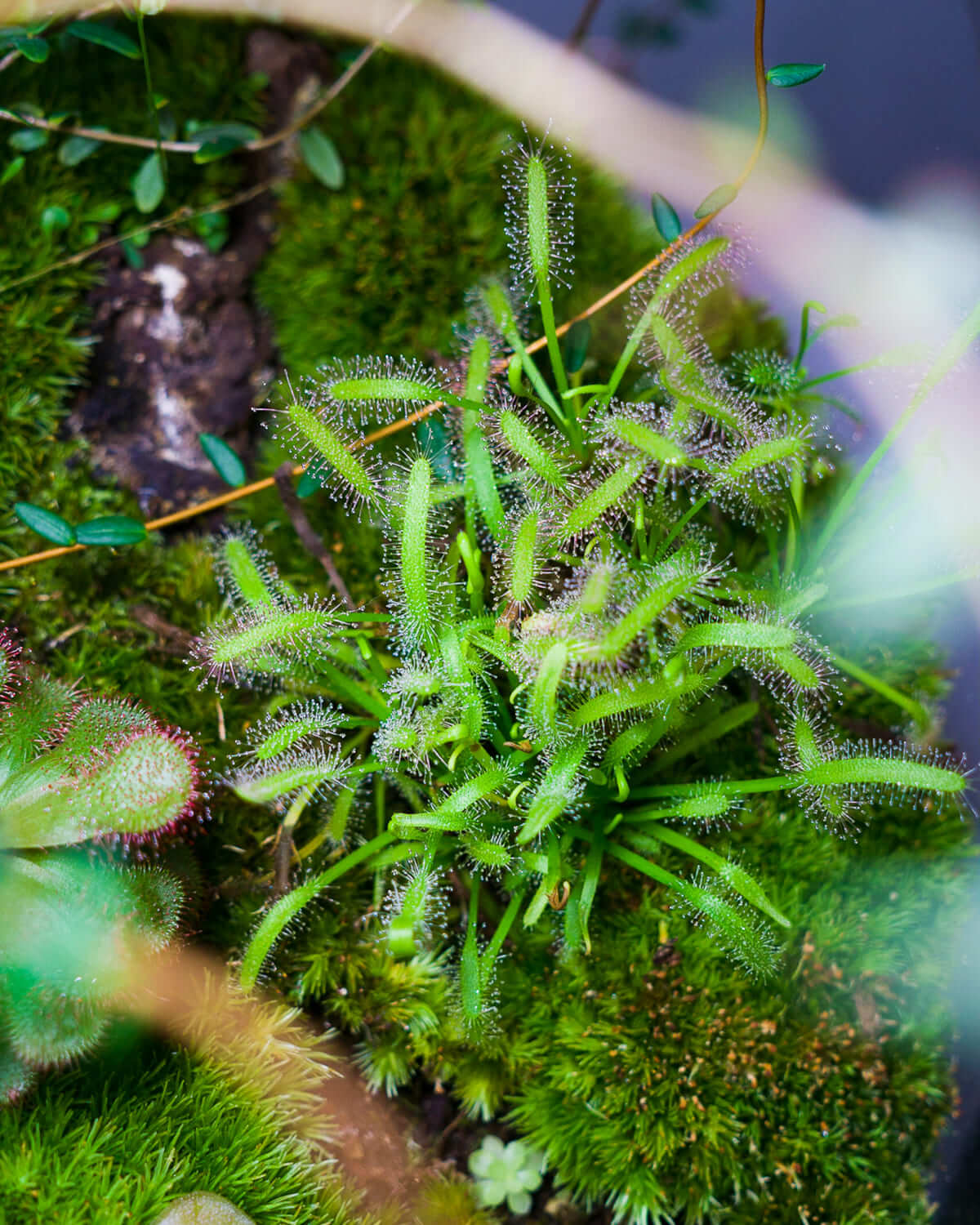Drosera capensis 'Alba' in einem bepflanzten Karnivoren-Terrarium.