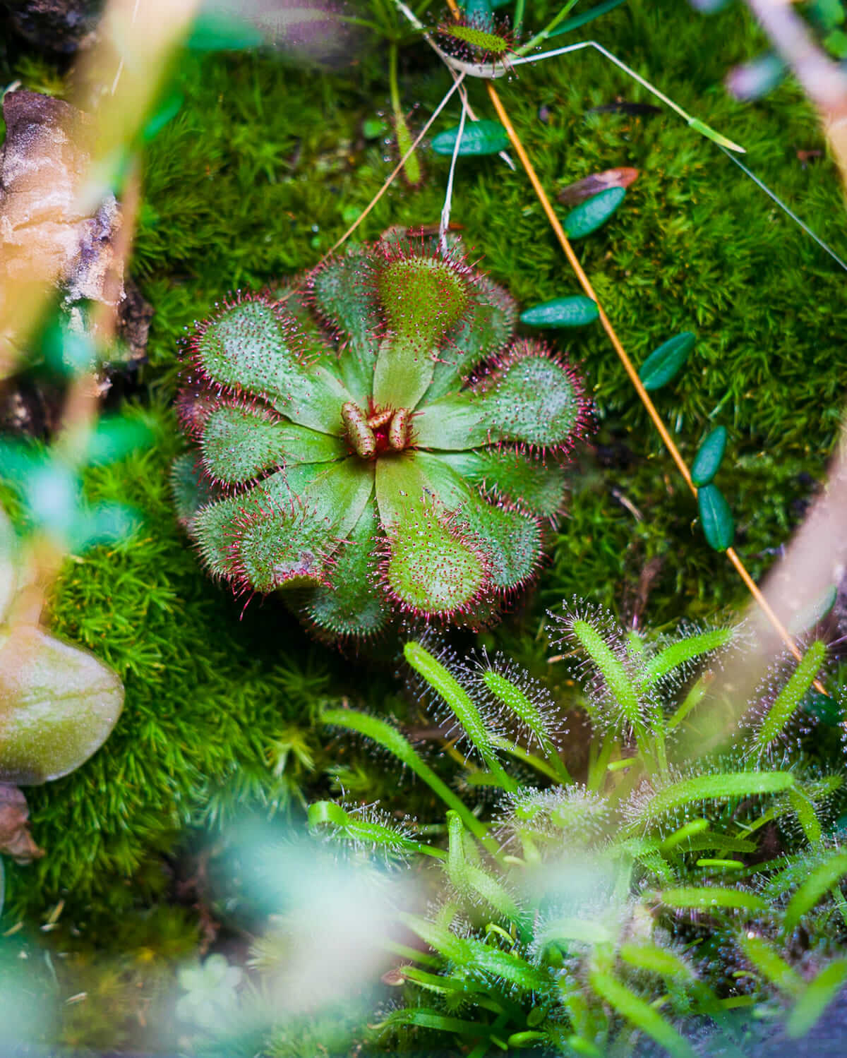 Drosera slackii 'Hermanus' mit typischen Klebetentakeln im Karnivoren-Terrarium.