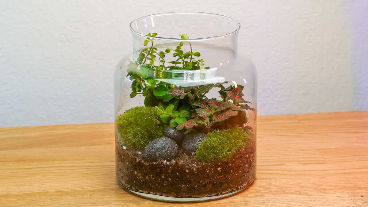 Flaschengarten im Glasgefäß mit Peperomia rotundifolia, Fittonia, Kugelmoos und Lava Pebbles
