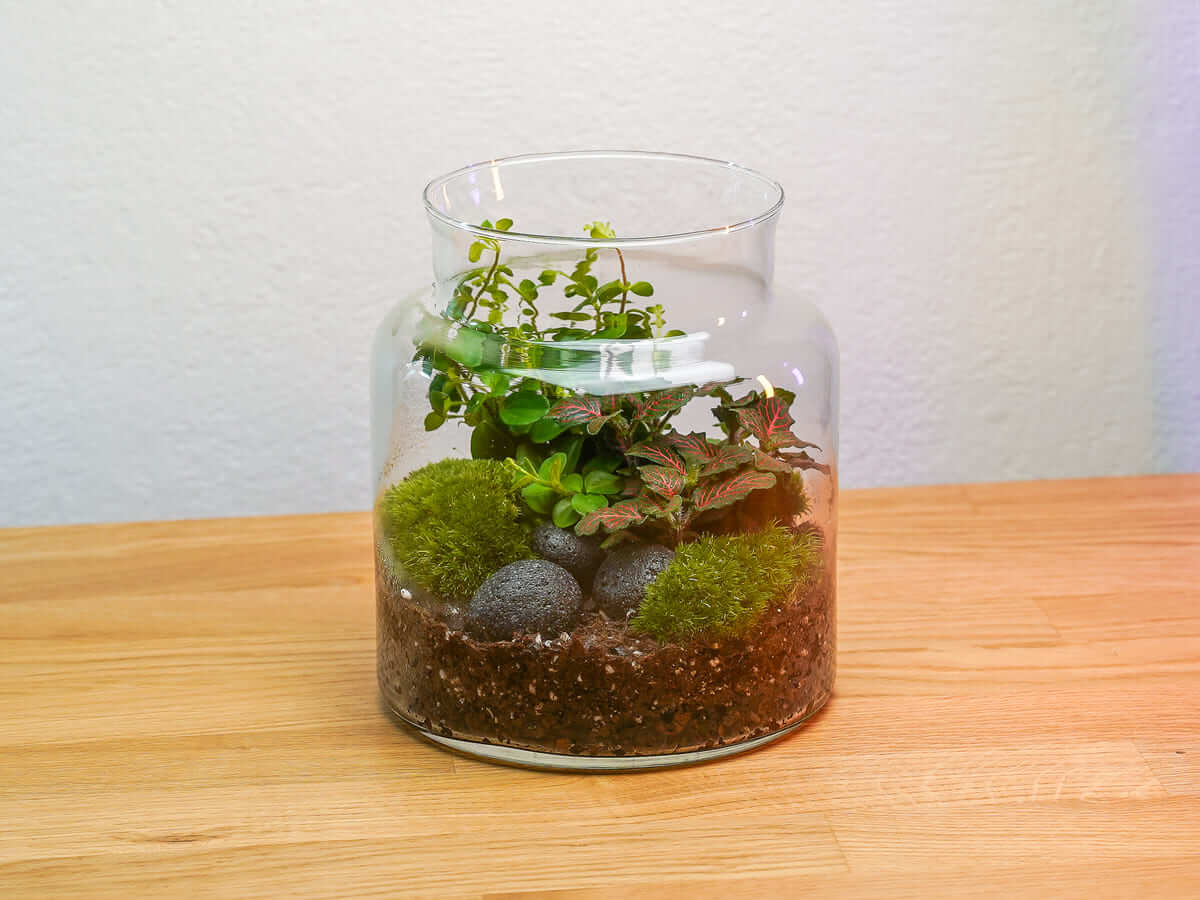 Flaschengarten im Glasgefäß mit Peperomia rotundifolia, Fittonia, Kugelmoos und Lava Pebbles