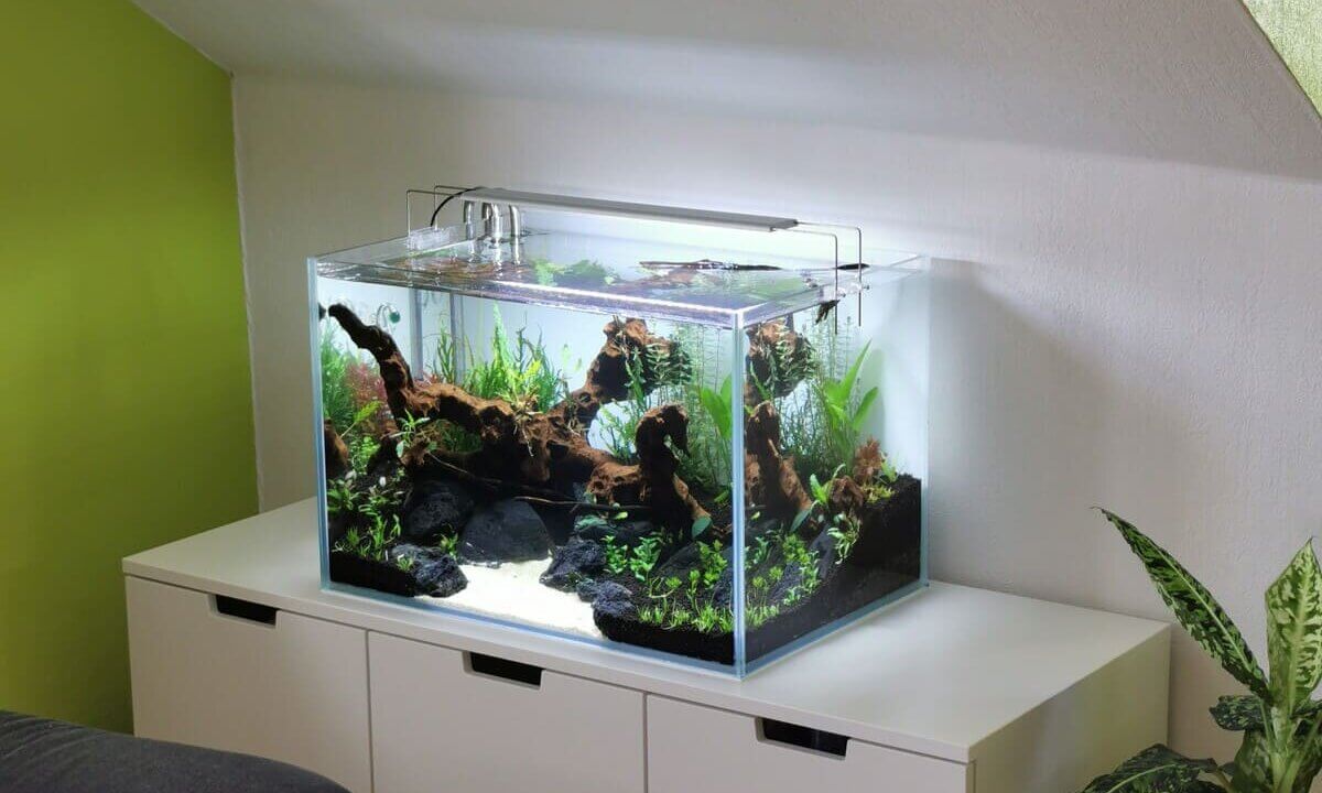 Frisch eingerichtetes Aquarium ohne Fische während der Einfahrphase