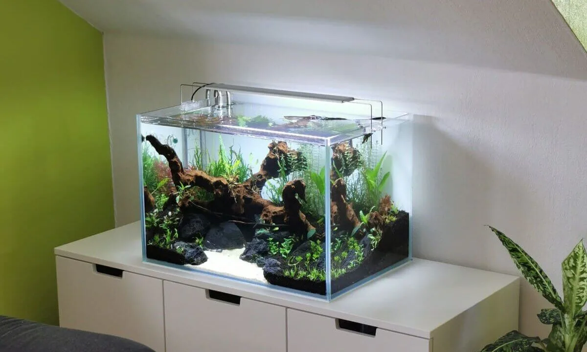 Aquarium einrichten: typische Fehler vermeiden