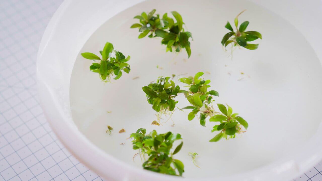 InVitro Pflanze nach dem Auswaschen des Nährgels in einer Schüssel mit Wasser
