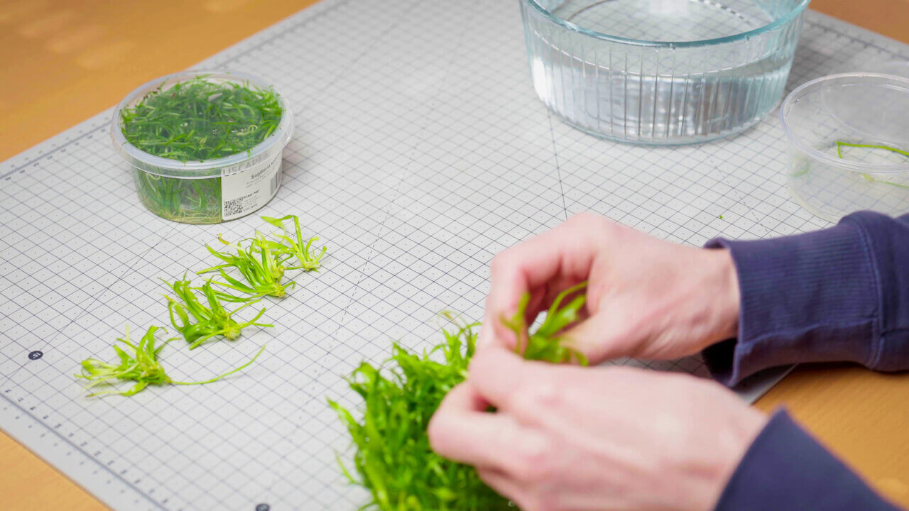 InVitro Pflanze wird in mehrere kleine Portionen aufgeteilt