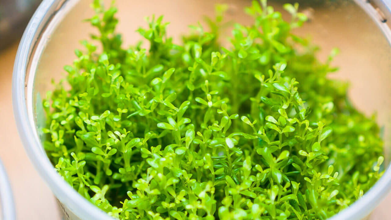 InVitro Pflanze Rotala rotundifolia vor dem Einsetzen ins Aquarium