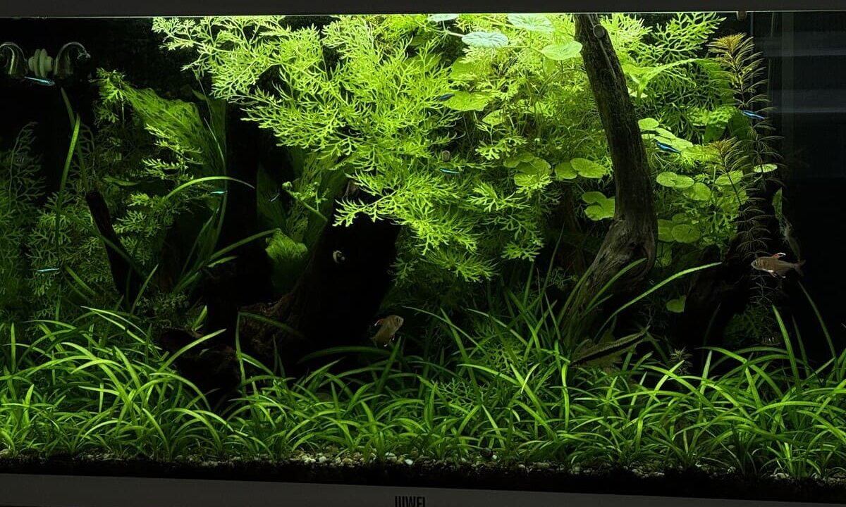 Dicht bepflanztes Juwel Aquarium als Beispiel für ein Aquarium-Komplettset