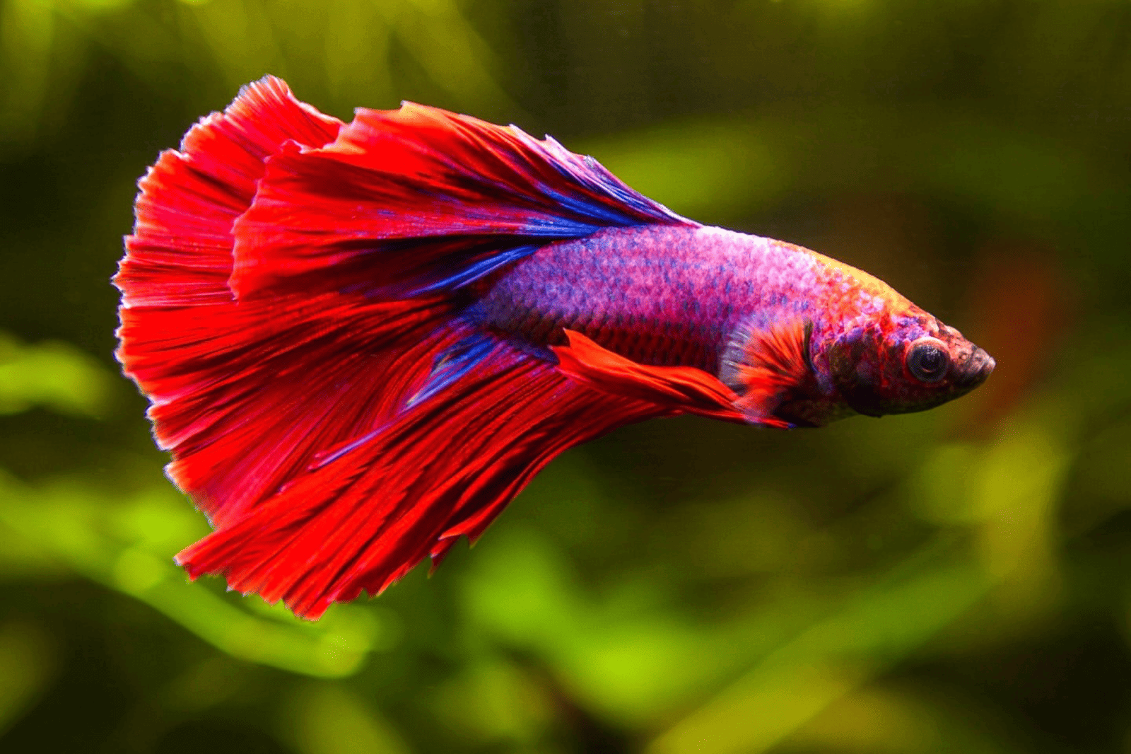 Betta splendens Halfmoon im Aquarium als Beispiel für eine artgerechte Besatzplanung