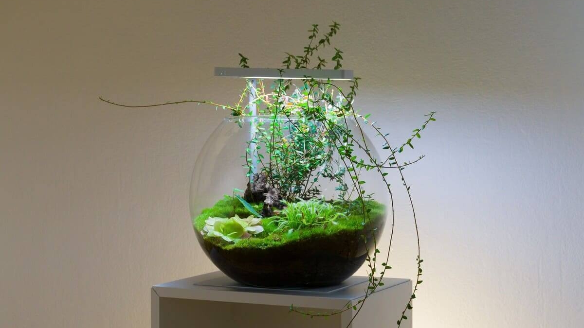 Karnivoren-Terrarium in einer bepflanzten Kugelvase mit verschiedenen fleischfressenden Pflanzen.