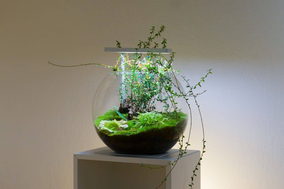 Karnivoren-Terrarium in einer bepflanzten Kugelvase mit verschiedenen fleischfressenden Pflanzen.