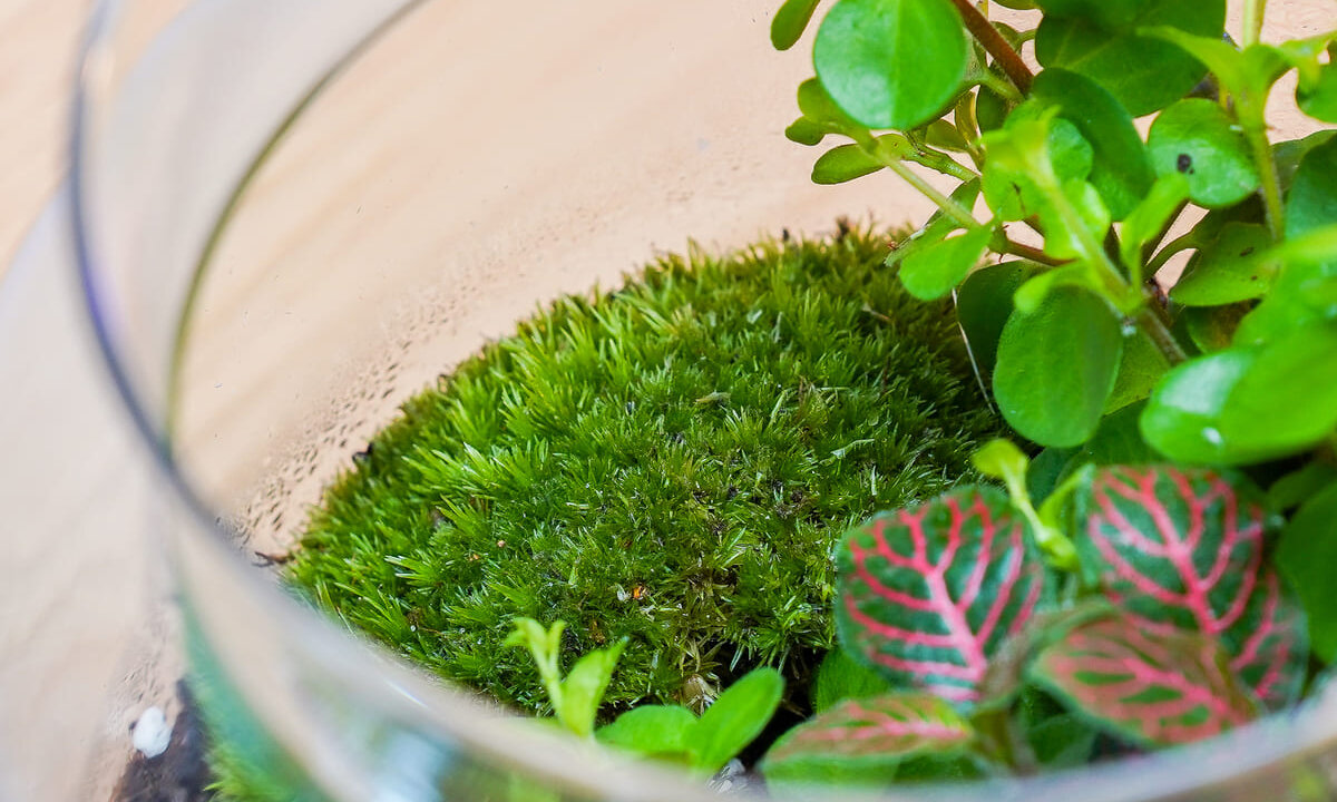 Peperomia rotundifolia, Fittonia und Kugelmoos für einen geschlossenen Flaschengarten