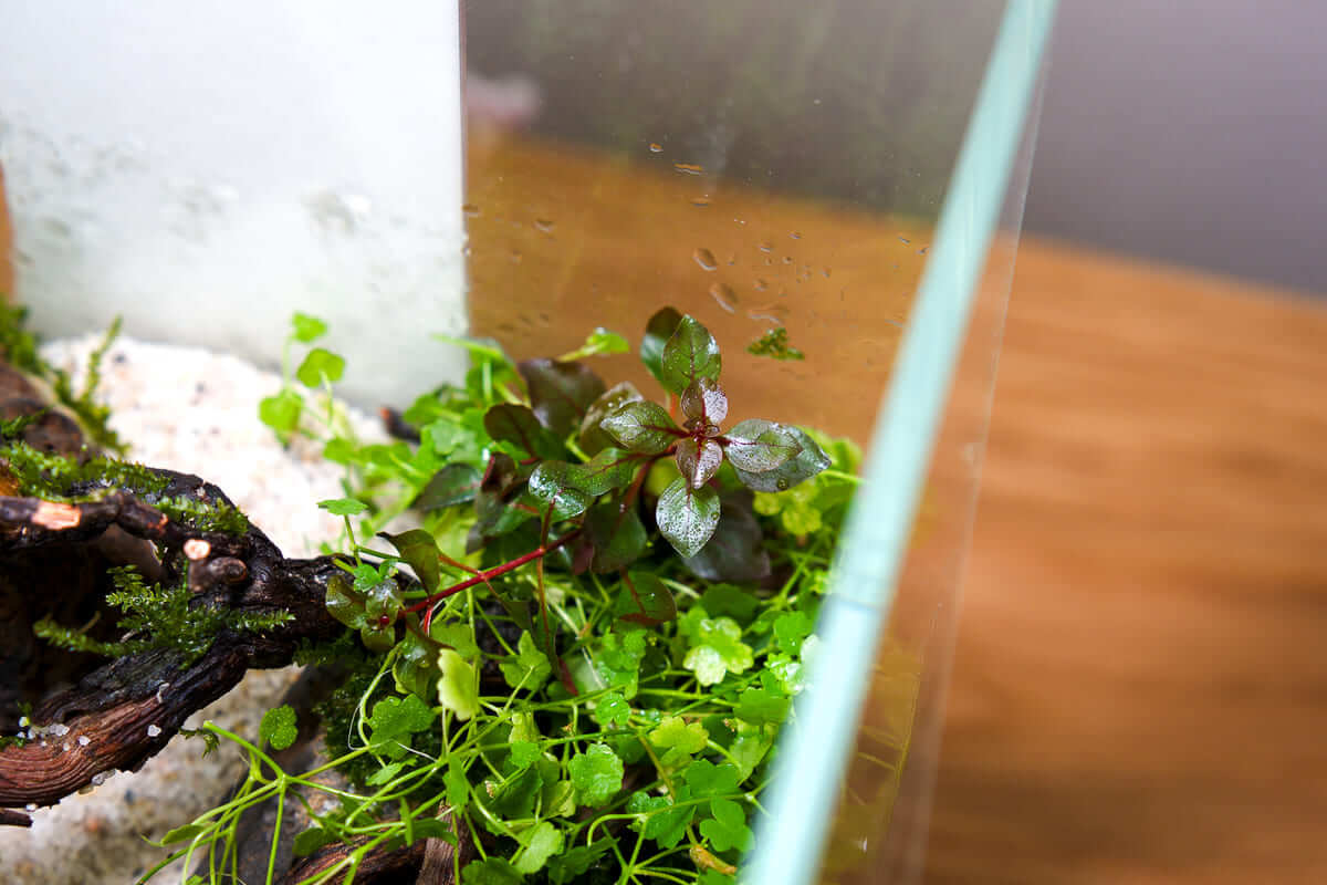 Ludwigia palustris Super Red und Hydrocotyle tripartita Mini im bepflanzten Mini-Terrarium