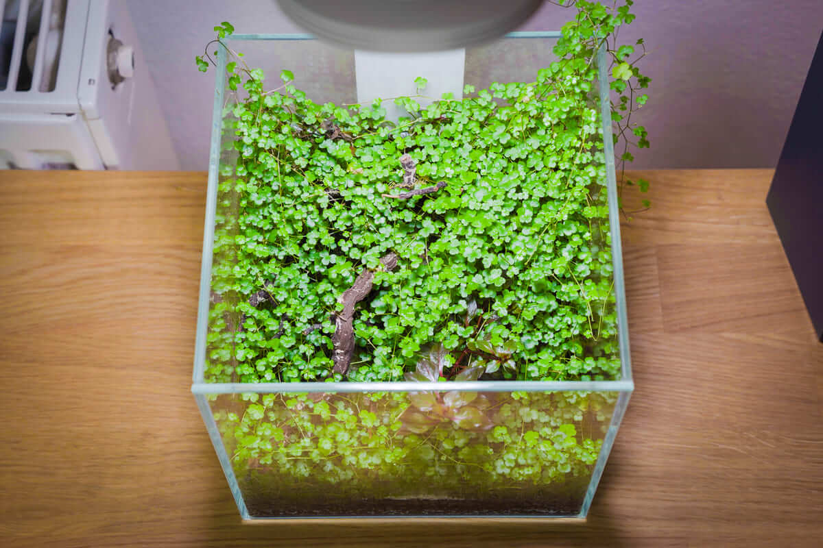 Draufsicht auf das eingewachsene Mini-Terrarium im Collar 5L DAquarium