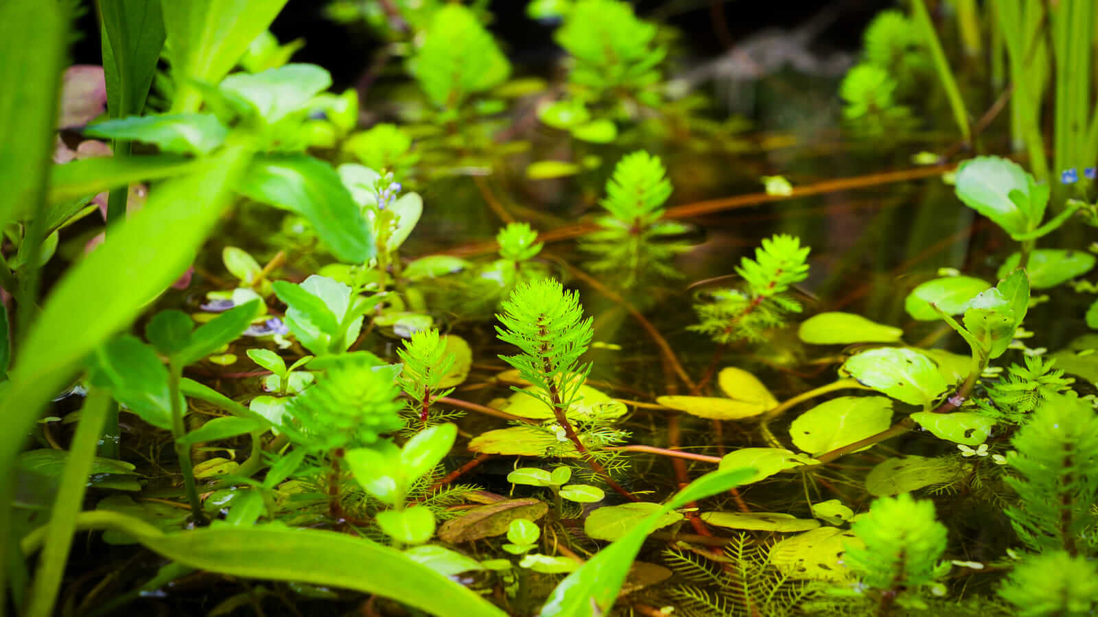 Myriophyllum hippuroides (Tausendblatt) in einem bepflanzten Miniteich