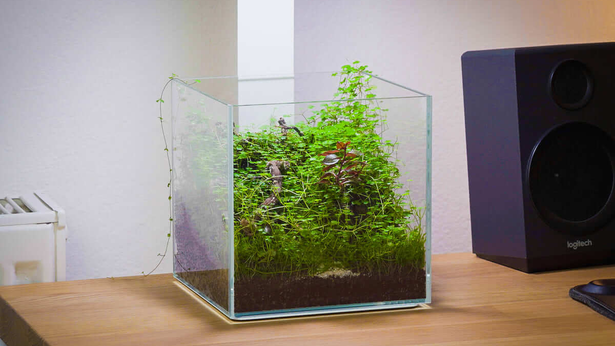 Offenes Mini-Terrarium im Collar 5L DAquarium mit emersen Aquarienpflanzen