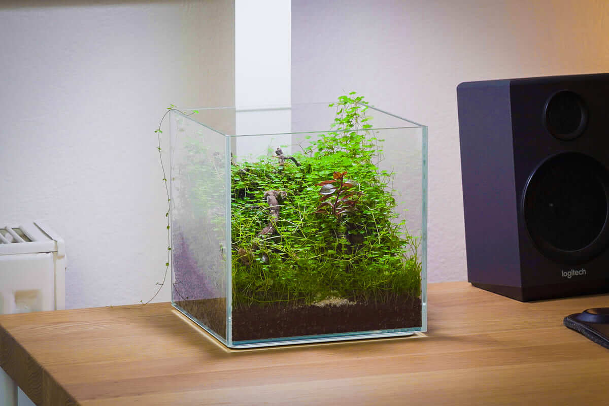 Offenes Mini-Terrarium im Collar 5L DAquarium mit emersen Aquarienpflanzen